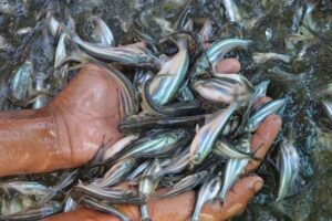 20240722150435573hinh-thanh-trung-tam-giong-ca-tra-tai-an-giang-2076-1