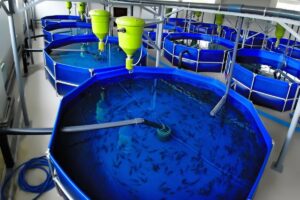 ao-nuoi(23)_1741838224