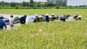 chua-bao-gio-vung-go-cao-o-tay-ninh-lai-ngap-sau-nhu-nam-nay-hang-chuc-ha-lua-vu-3-dung-truoc-nguy-co-mat-trang-1-1557