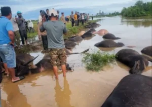 base64-17624856895482096260856